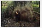 Mama Cypress 1